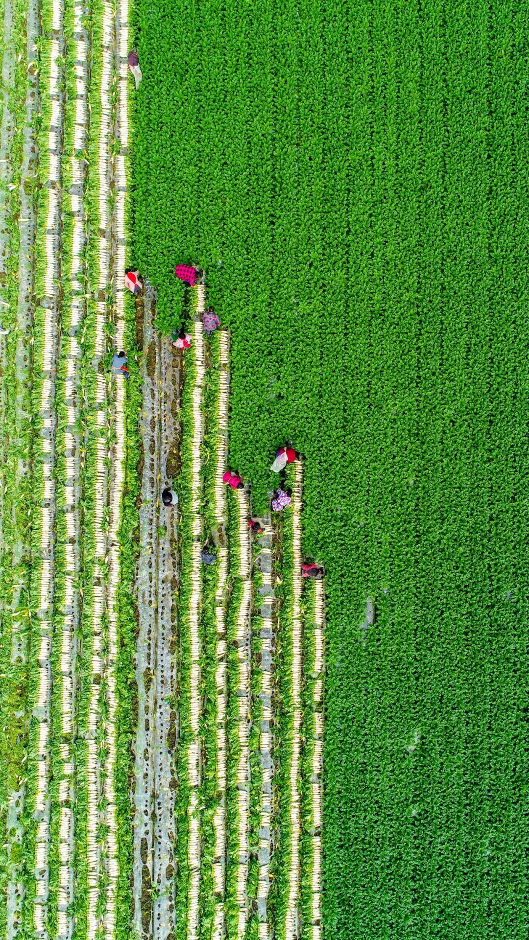 听春之声,听春之声圆舞曲感悟