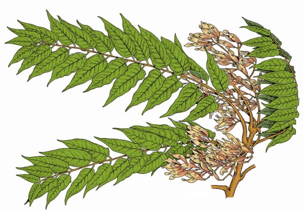 一起来植树的视频,今天适合植树吗