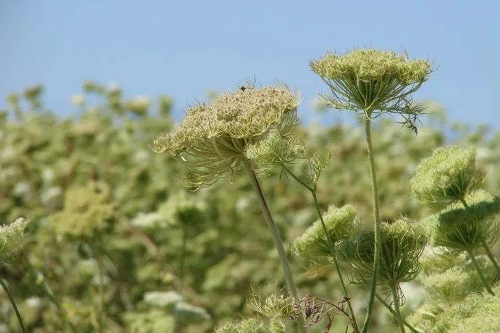 寻香|五彩斑斓的黑算什么,来见识一下五光十色的白