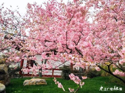 最高礼遇迎接英雄回来了,最高礼遇过水门欢迎英雄回家图