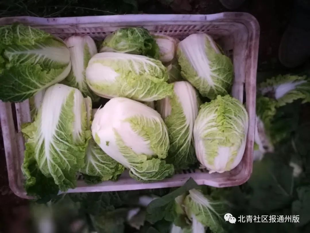 7万斤滞销白菜免费送市民,10万斤辣椒滞销菜农急盼客商