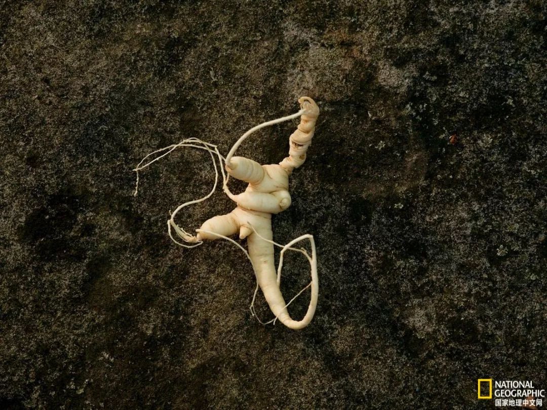 南北大战人参,人参对决