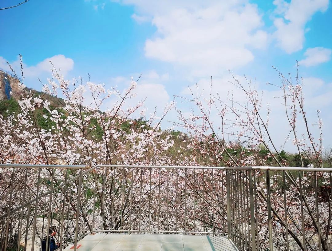 南京赏花地图请收好,江宁赏花好去处