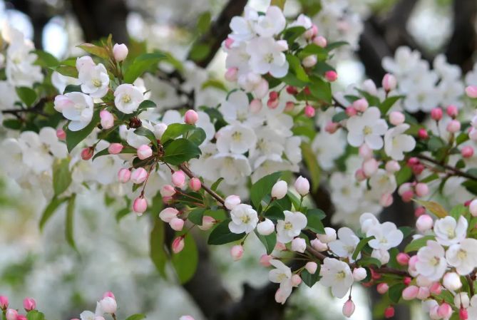 南京赏花地图请收好,江宁赏花好去处