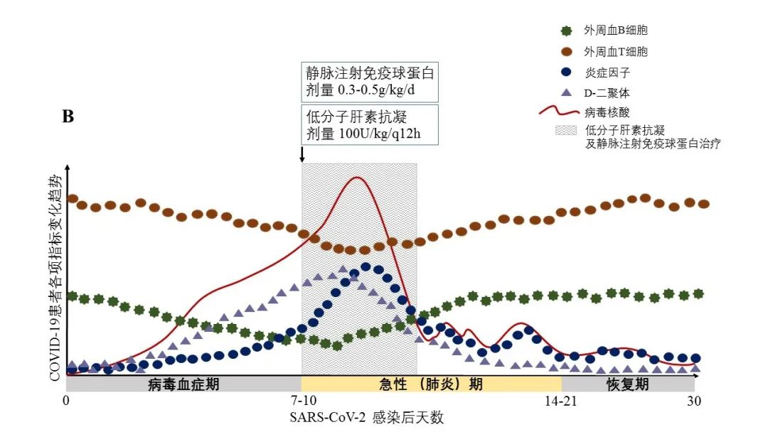 鑲濈礌鎶楀嚌鏈哄埗,鑲濈礌鎶楀嚌涓昏鏈虹悊