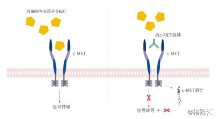 复宏汉霖生物类似药开始收获,复宏汉霖最新新药