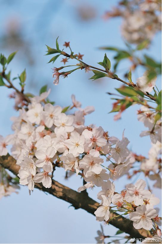 武大樱花雨现场,武大樱花周日还有票吗