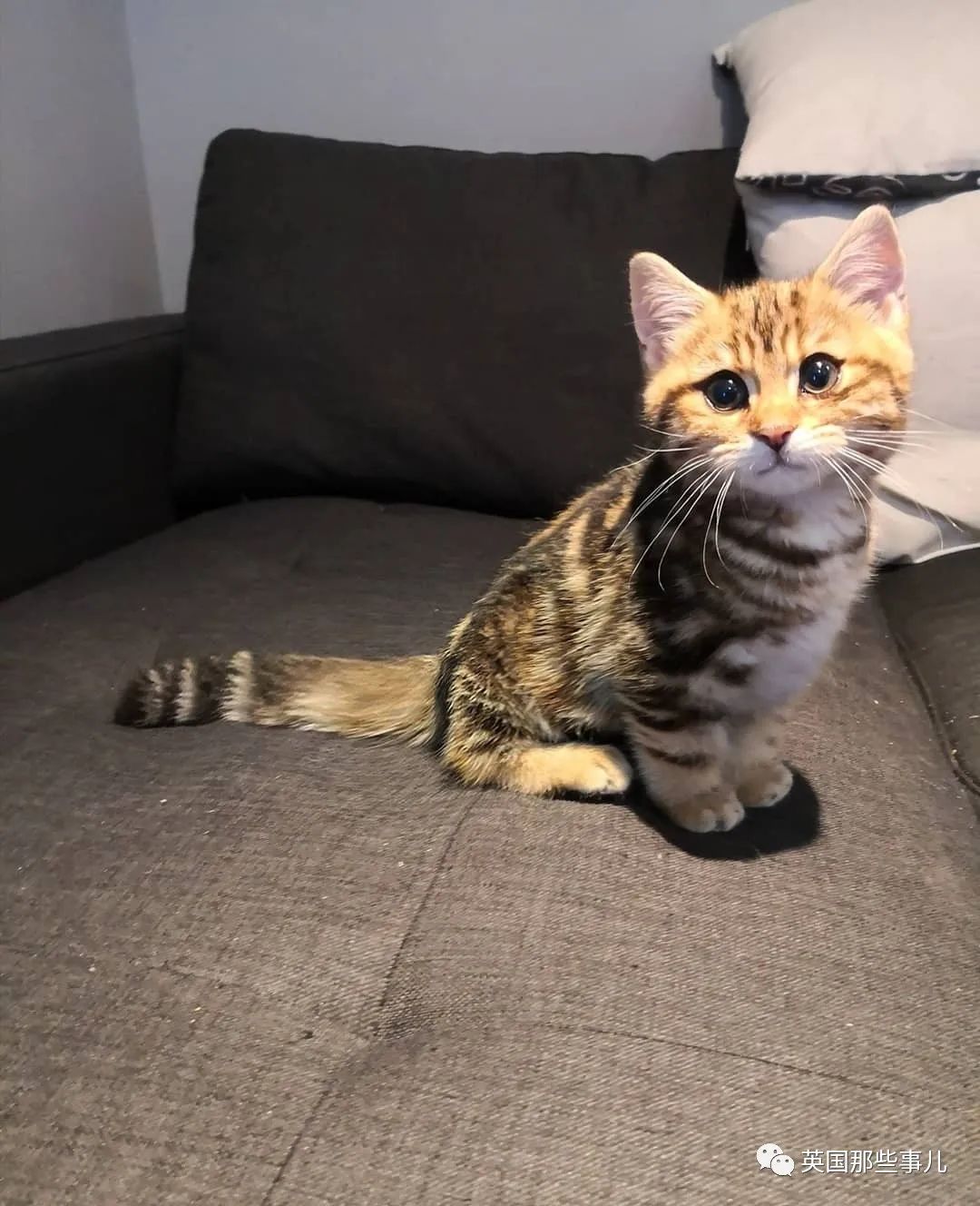 高颜值会笑的橘猫,又可爱又萌萌哒的小橘猫