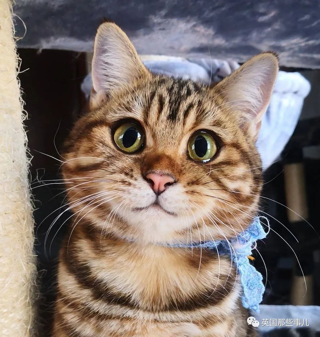 高颜值会笑的橘猫,又可爱又萌萌哒的小橘猫