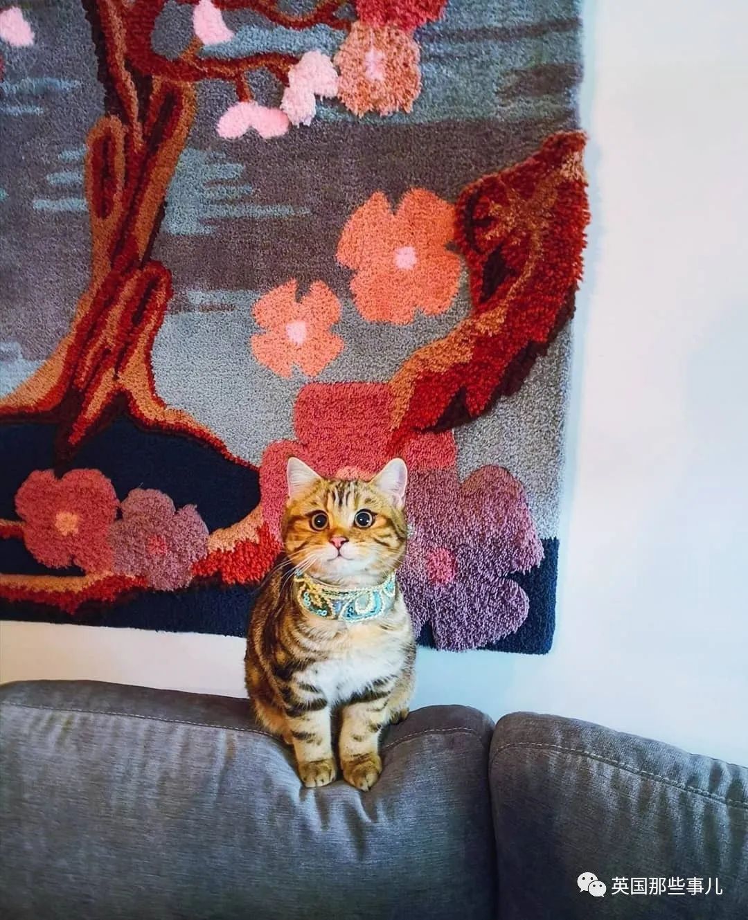 高颜值会笑的橘猫,又可爱又萌萌哒的小橘猫