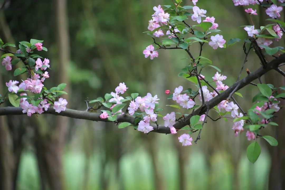 2020春季赏花指南,中国春色,满血复活