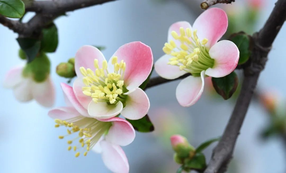 2020春季赏花指南,中国春色,满血复活