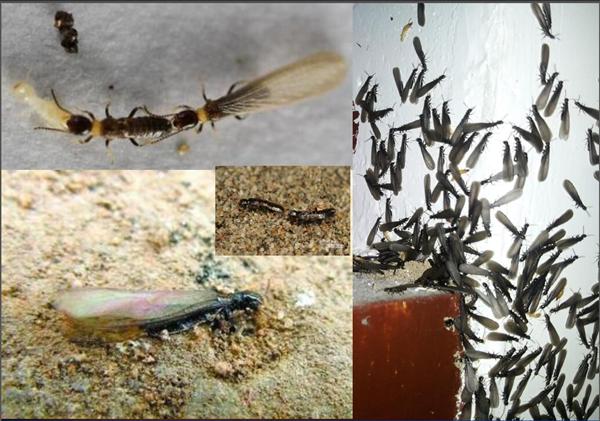 六安野外有什么虫子,六安有隐翅虫