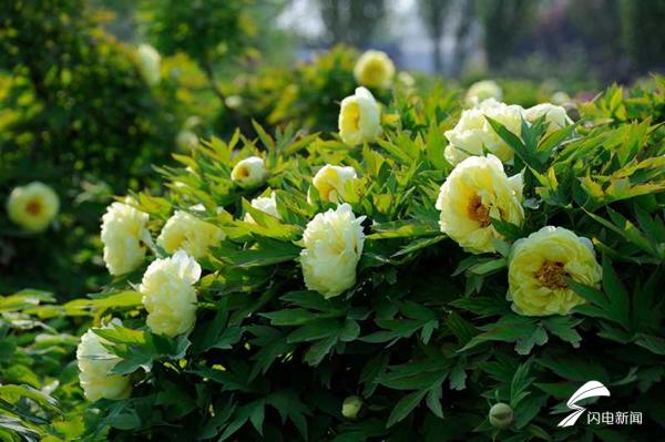 菏泽牡丹的前世今生,牡丹前世今生是谁