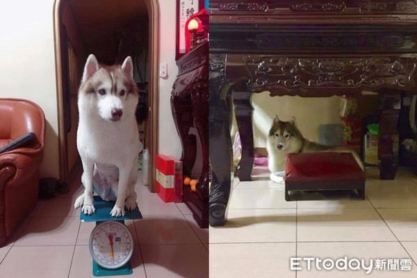 二哈打劫,二哈抢食后续