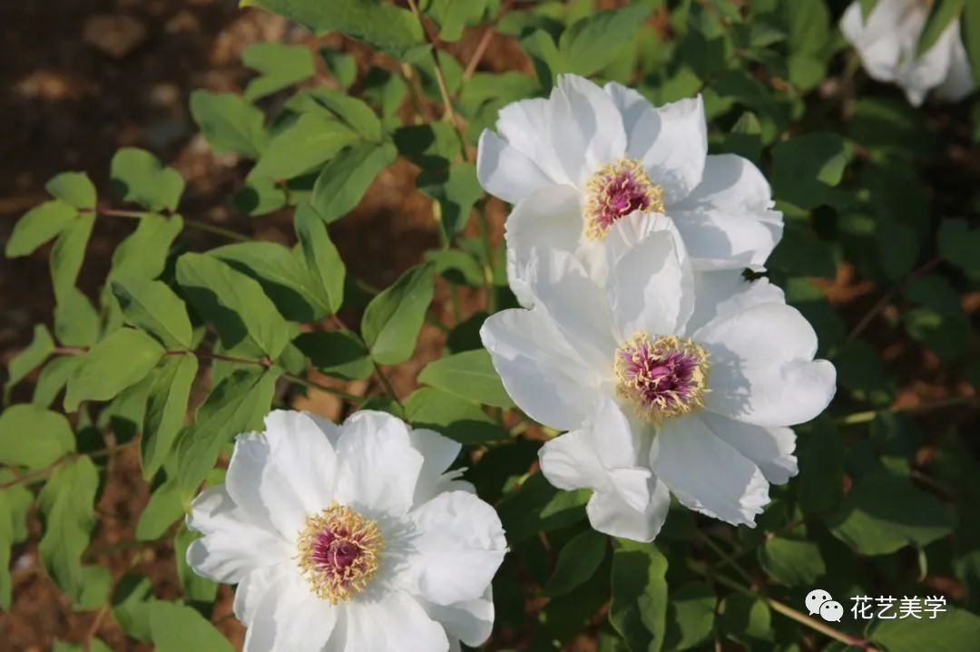 油牡丹有哪些颜色,春季油牡丹图片