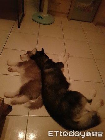 哈士奇超安静,哈士奇太安静了正常吗