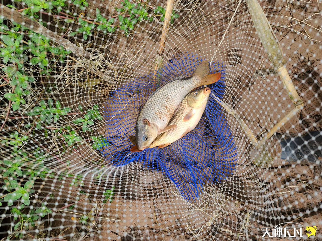 凤凰涅盘浴火重生对火的崇拜,凤凰涅盘浴火重生需要的是勇气