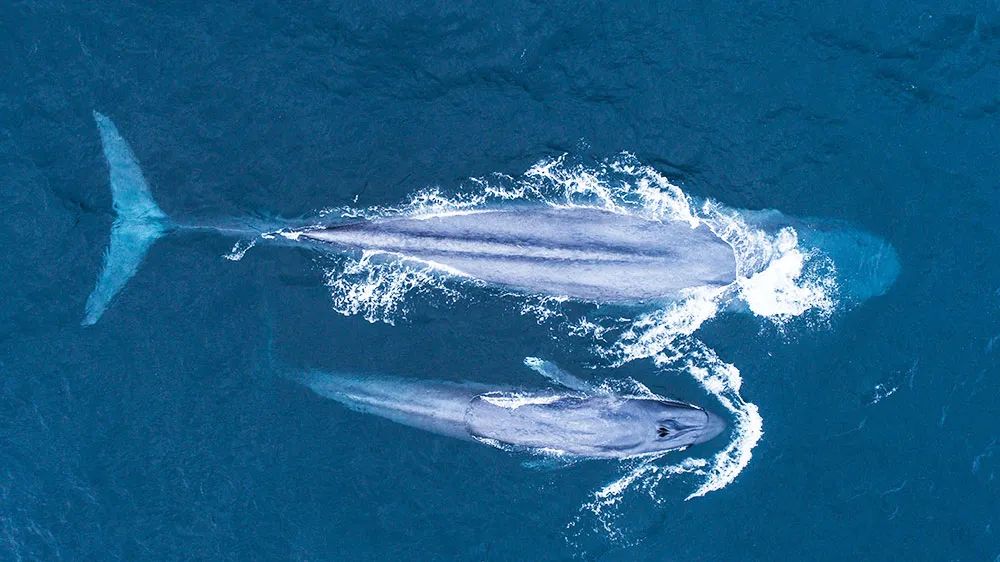 地球诞生以来最强的动物,地球诞生以来最大的动物