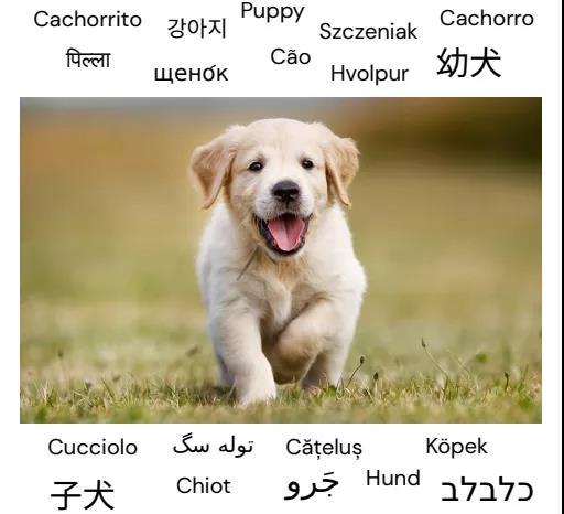 小狗Puppy都是狗！DeepMind大招，以视觉为媒介，做无监督机器翻译，效果极好