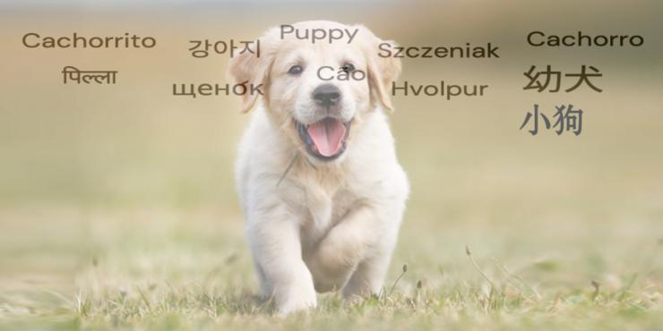 小狗Puppy都是狗！DeepMind大招，以视觉为媒介，做无监督机器翻译，效果极好