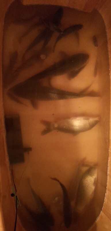 锵锵三人行余秀华读诗,锵锵三人行马未都邓亚萍