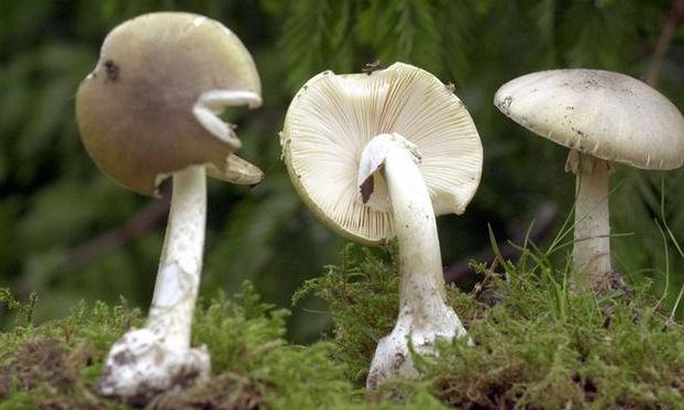 湖南又有人中招！说了八百遍，这东西千万别碰！一家6口误食后全倒下…