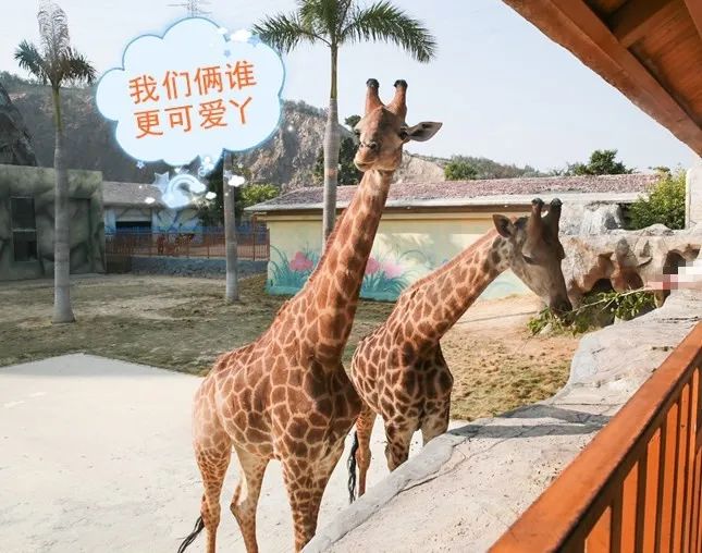 福清永鸿野生动物园要准备什么,夜游福清永鸿野生动物世界