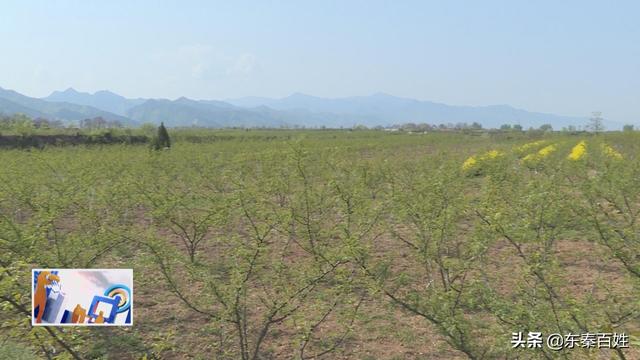 华州区大明镇花椒产业,花椒产业带动脱贫致富