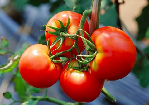 樱桃保存最佳方法快递,樱桃怎么样才能放冰箱保鲜