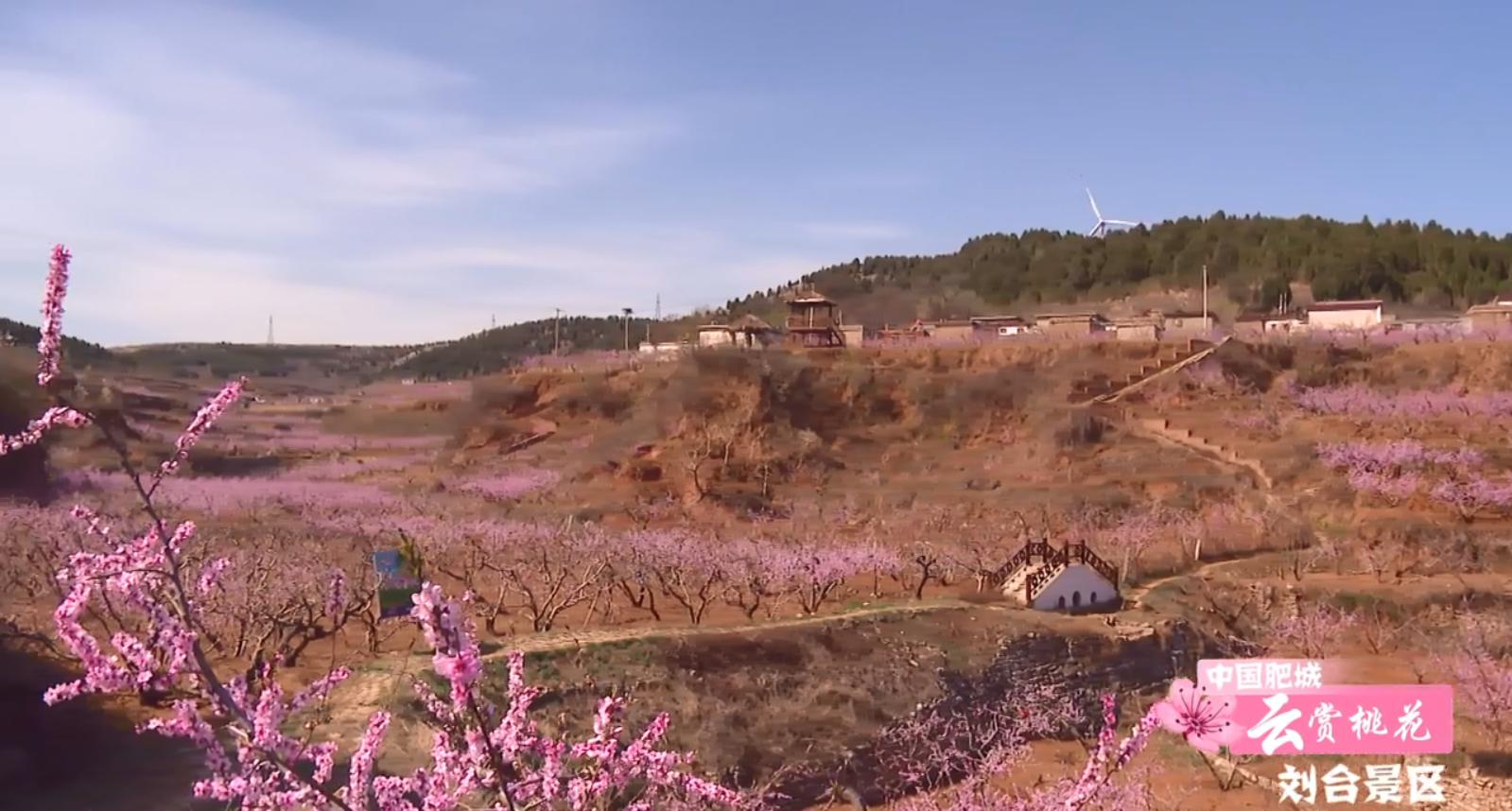 肥城桃花盛开完整版,游肥城赏桃花