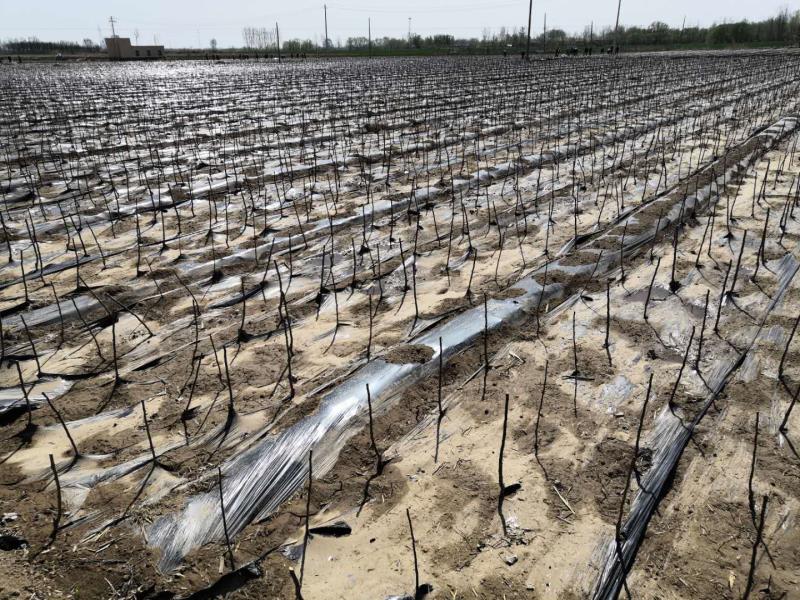 发展村集体经济支柱产业,产业扶贫村集体经济新模式