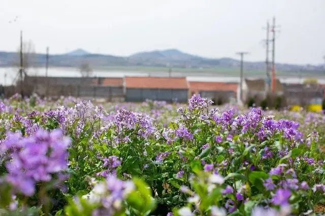 我从花海中归来!花仙子4月15日盛大开园