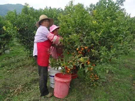 橙子哥创业记,橘子创业记