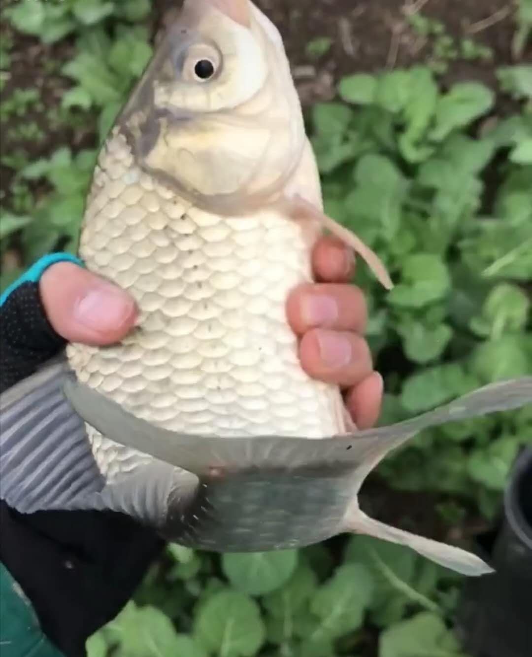 北方11-12月野钓策略,冬季野河野钓思路