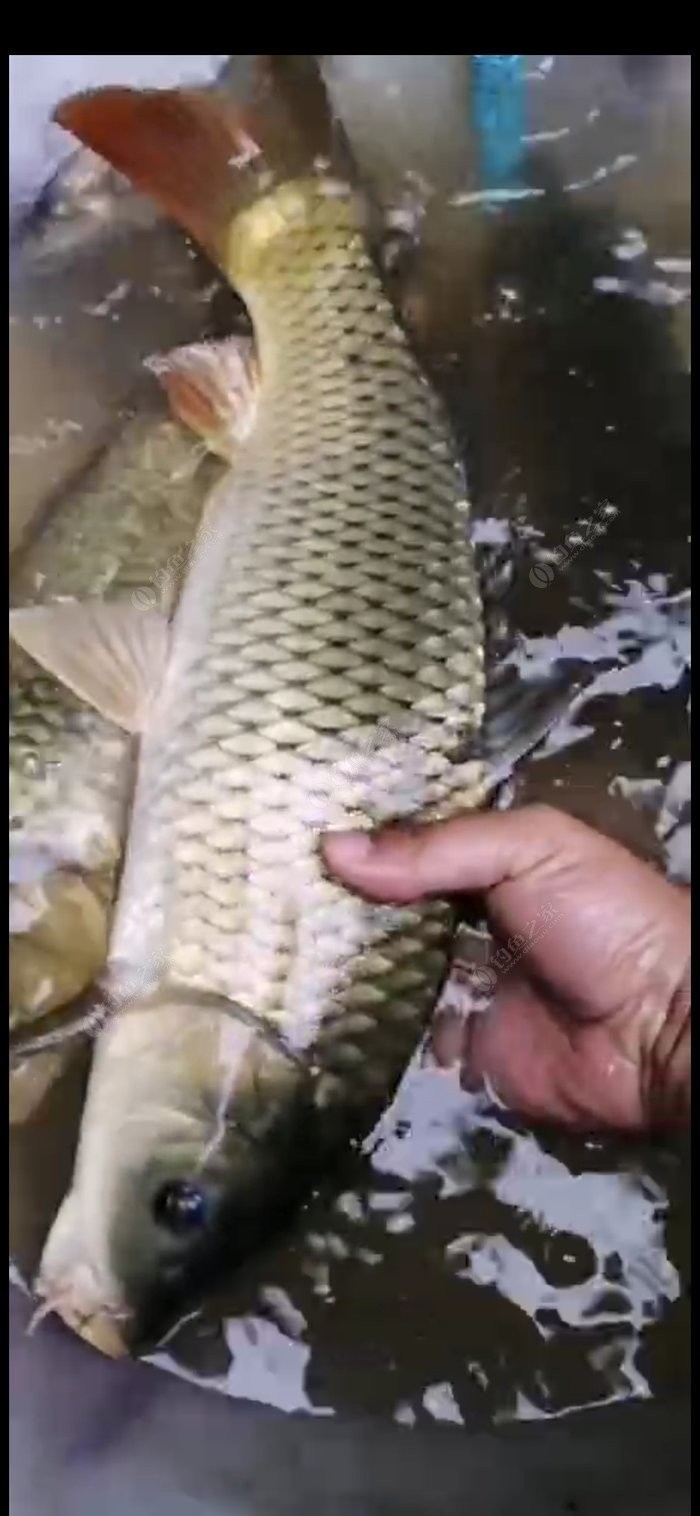 北方11-12月野钓策略,冬季野河野钓思路