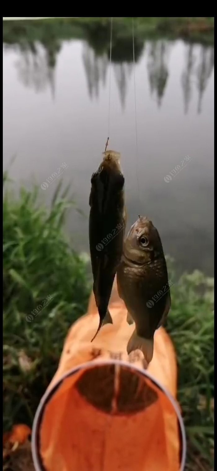 北方11-12月野钓策略,冬季野河野钓思路