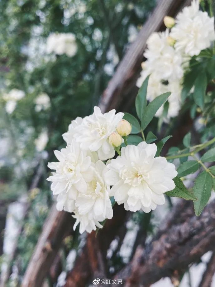 花漾秦淮|最是一年春好处，木香盛放醉秦淮