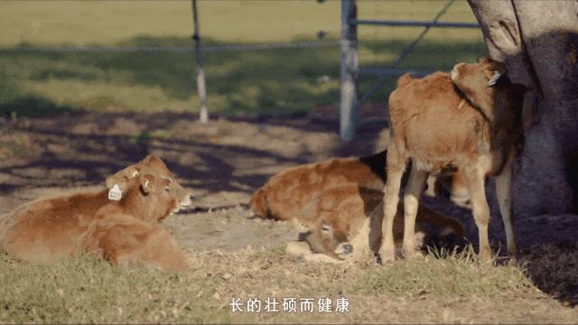 补钙低脂牛奶,什么奶比较有营养补钙