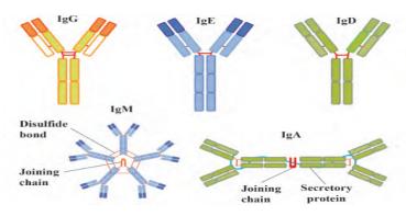 igm和igg的检测价格,igm与igg都怎么检测