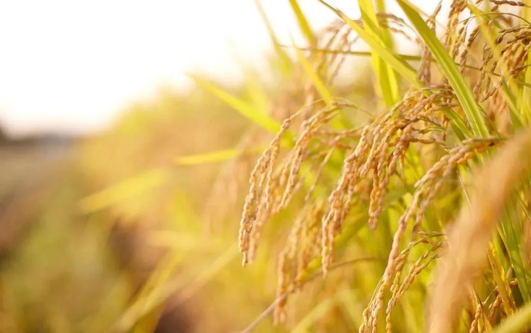 五谷是什么分别指哪些,五谷是什么