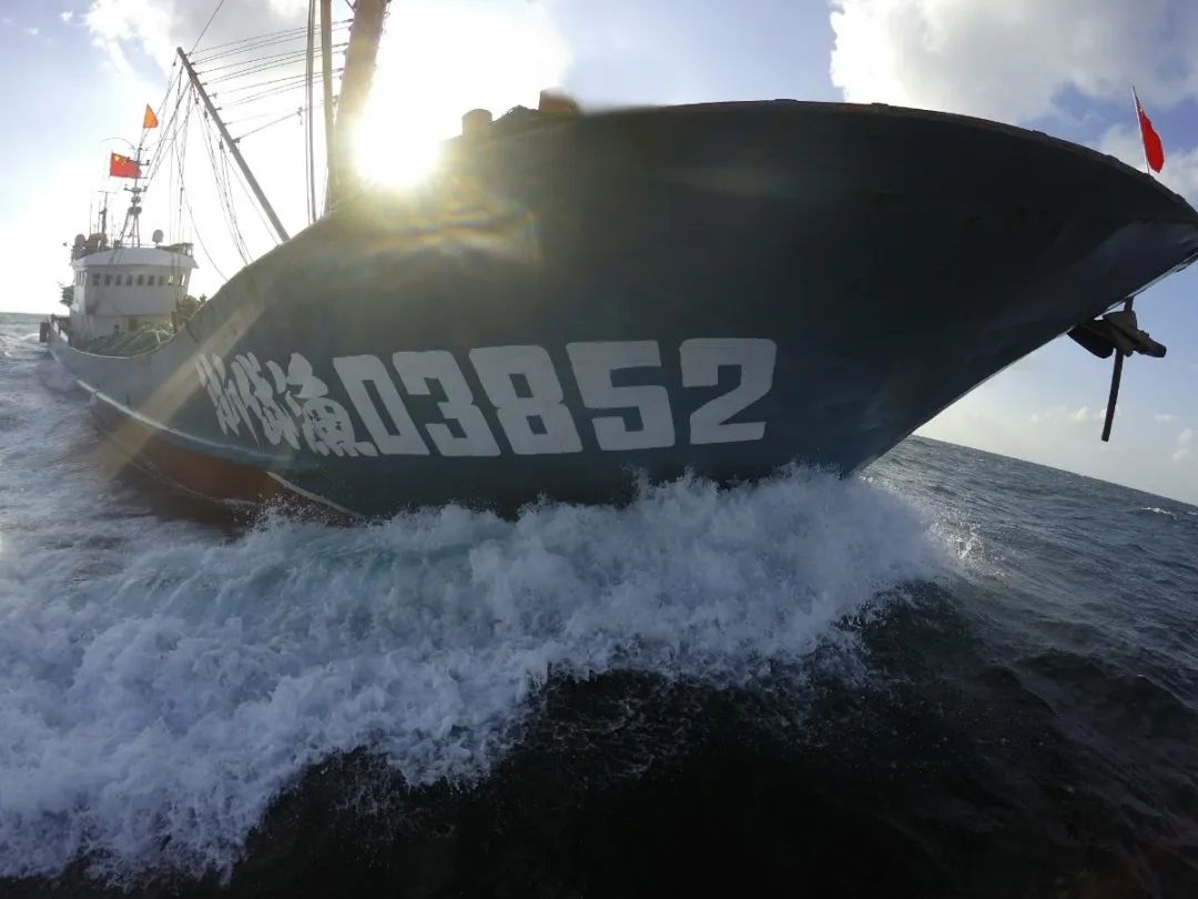 舟山带鱼是带鱼中的爱马仕,雷达网带鱼和普通带鱼有什么区别