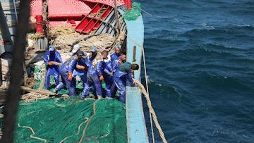 舟山带鱼是带鱼中的爱马仕,雷达网带鱼和普通带鱼有什么区别