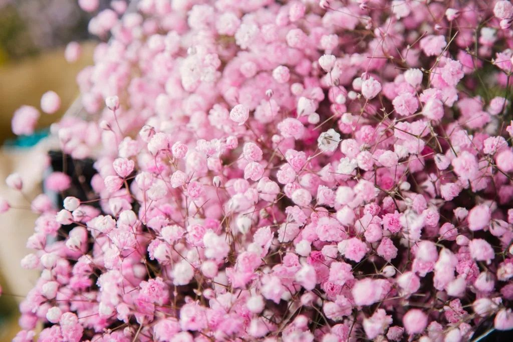 重庆最大的花市需要门票么,重庆最大的花市怎么走