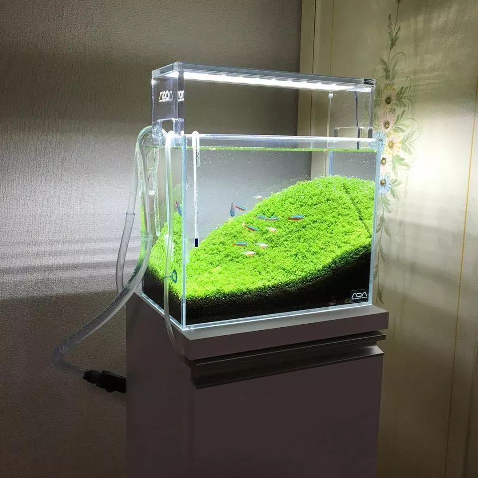 没有过滤的造景缸,没有造景的鱼缸好看吗