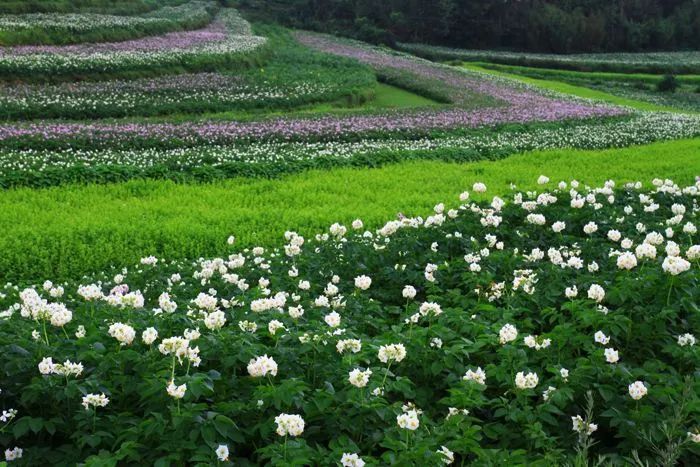 昆明春城秀游玩攻略,昆明不为人知景点