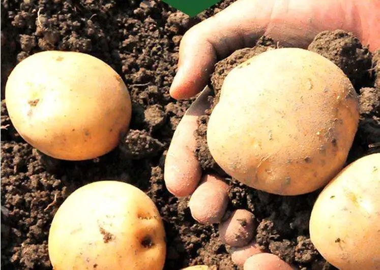 昆明春城秀游玩攻略,昆明不为人知景点