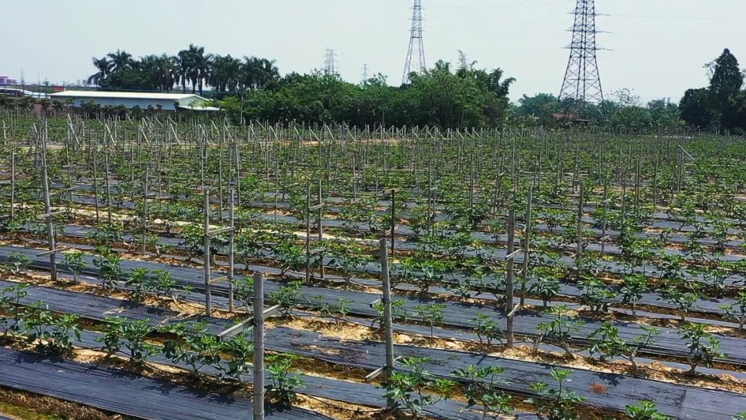 现在卖无花果直播,买无花果直播间