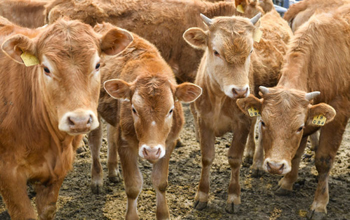 延边黄牛种植前景,延边黄牛品种改良