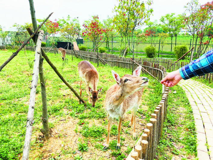 北京动物园怎么认养动物,动物园推犀牛